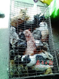 餐桌貓狗肉安全陷盲區(qū)，毒殺牲畜成監(jiān)管漏洞