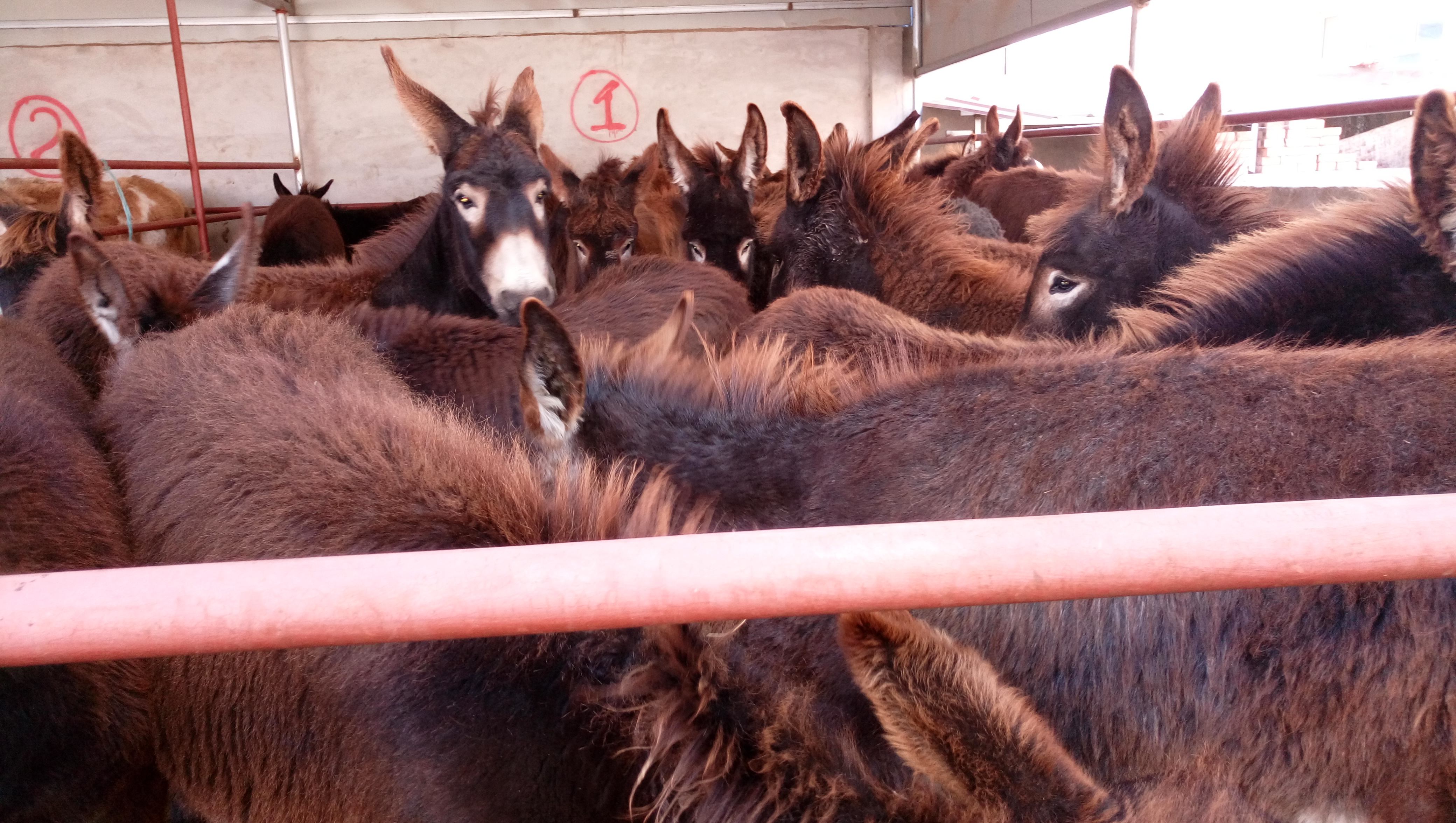 牲畜險購買指南及平安保險聯(lián)系方式